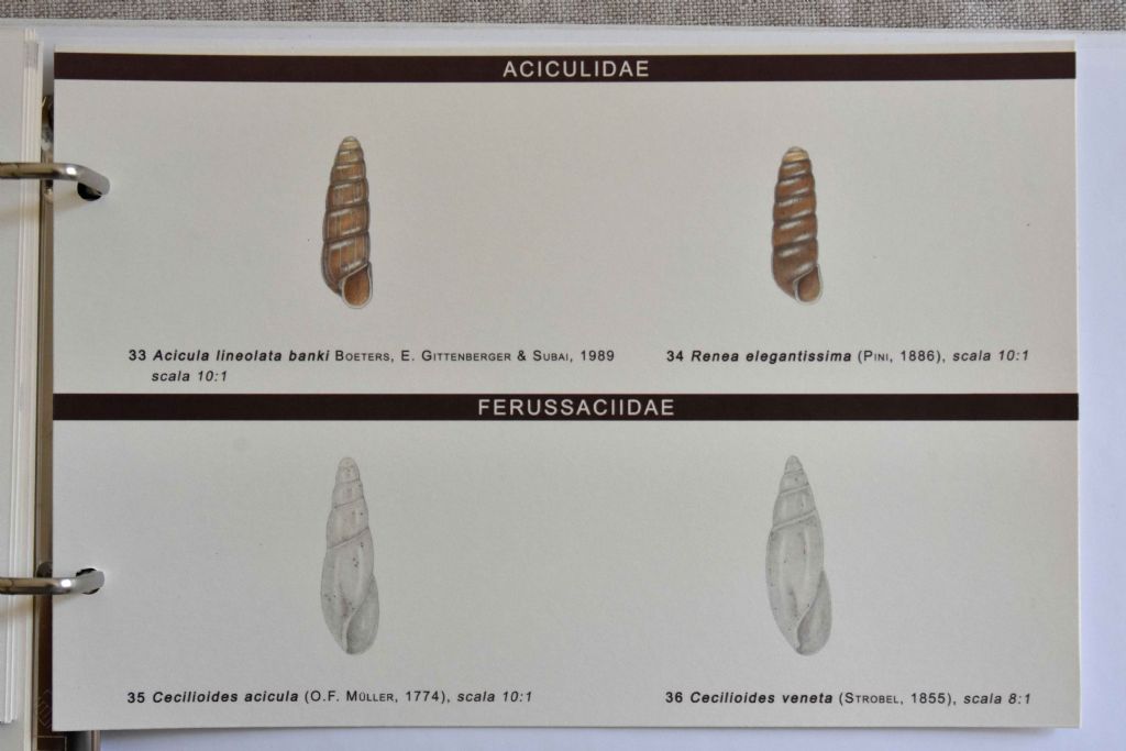 Guida illustrata al riconoscimento della malacofauna dell''Emilia-Romagna